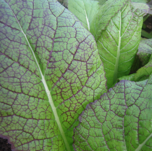 November Delivery image